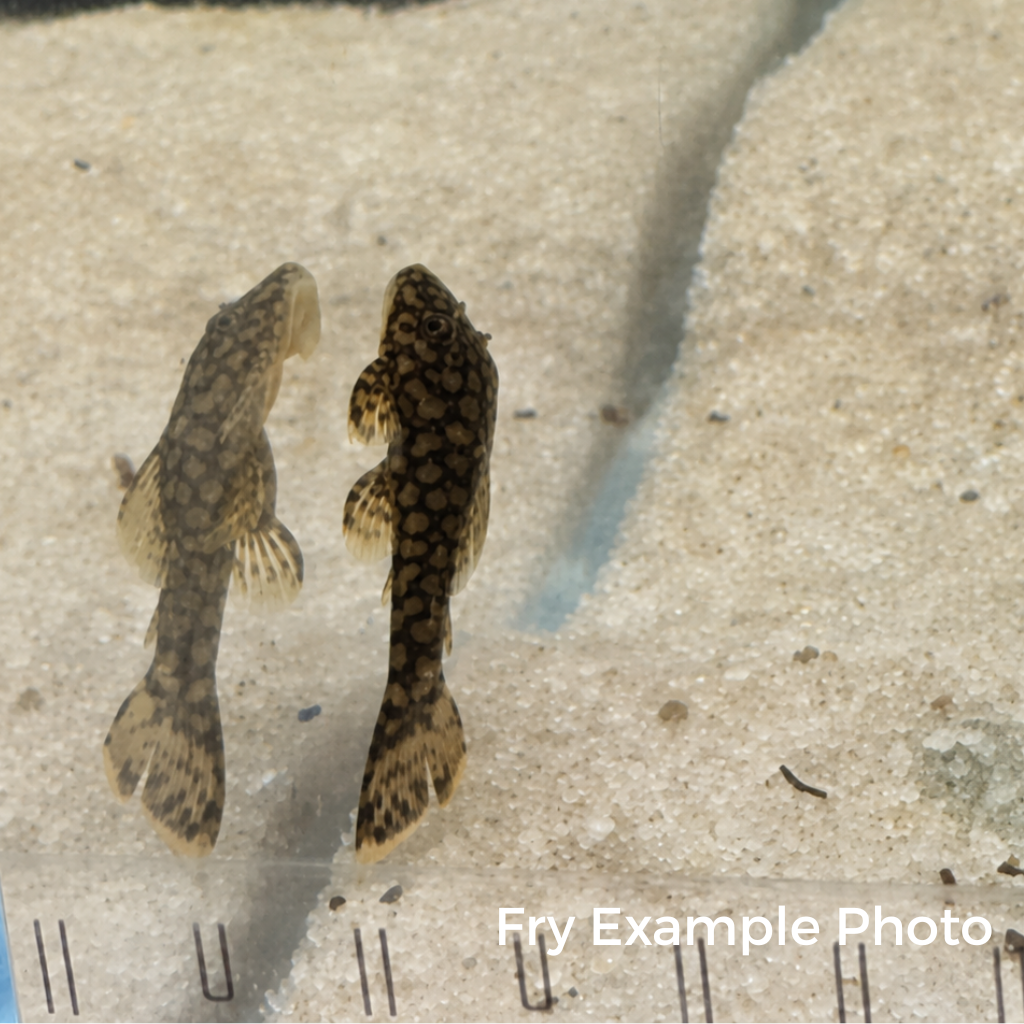 Wabenmuster Pleco – Tank-Bred in Texas | Peaceful Bottom Cleaner, 1.25–2.0 in Juveniles