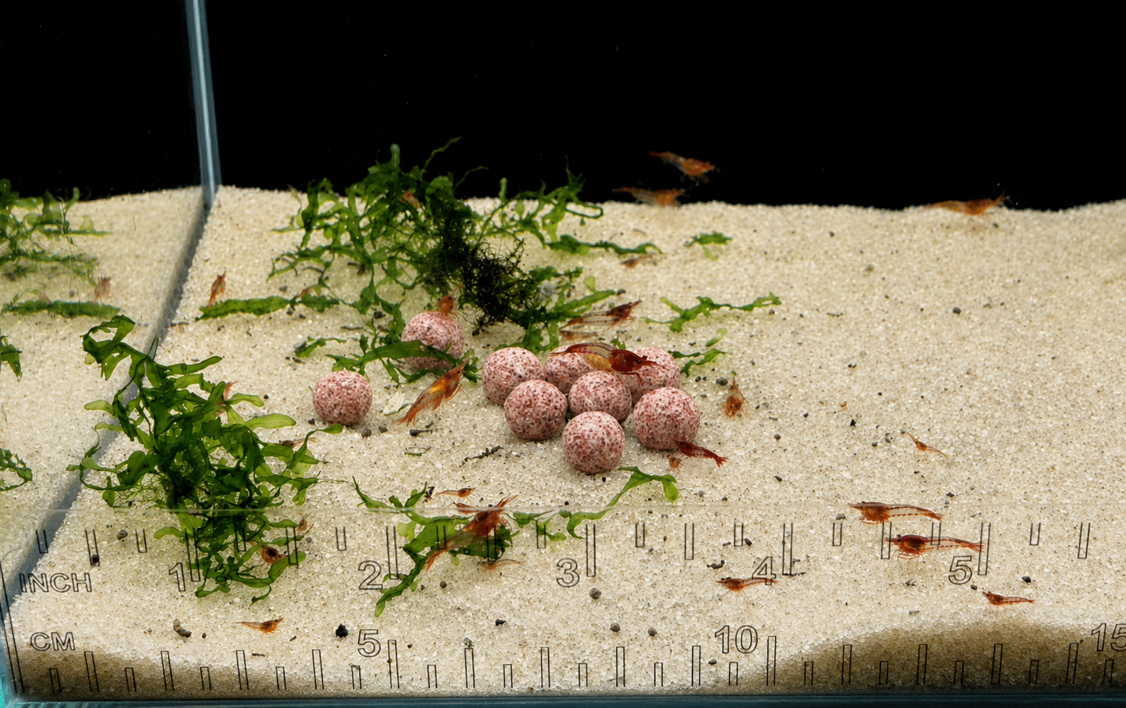 Red Rili Neocaridina Shrimp – Tank-Bred in Texas | Peaceful Algae & Biofilm Grazer, Juveniles/Subadults
