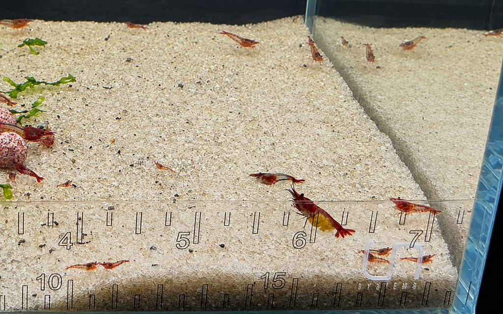 Red Rili Neocaridina Shrimp – Tank-Bred in Texas | Peaceful Algae & Biofilm Grazer, Juveniles/Subadults