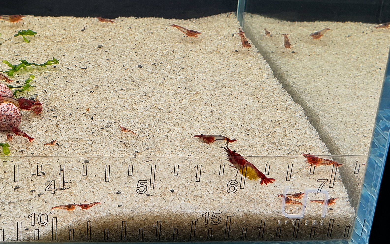 Red Rili Neocaridina Shrimp – Tank-Bred in Texas | Peaceful Algae & Biofilm Grazer, Juveniles/Subadults