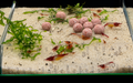 Red Rili Neocaridina Shrimp – Tank-Bred in Texas | Peaceful Algae & Biofilm Grazer, Juveniles/Subadults