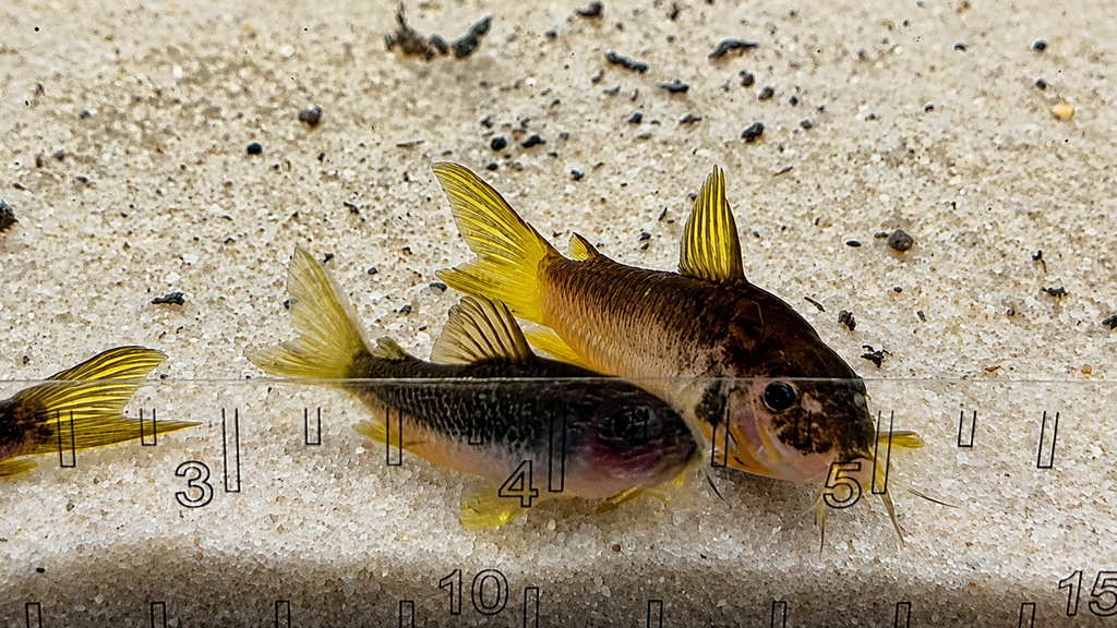 Gold Laser Corydoras Catfish – Tank-Bred in Texas | Peaceful Bottom Cleaner, 1.0–1.5 in Juveniles
