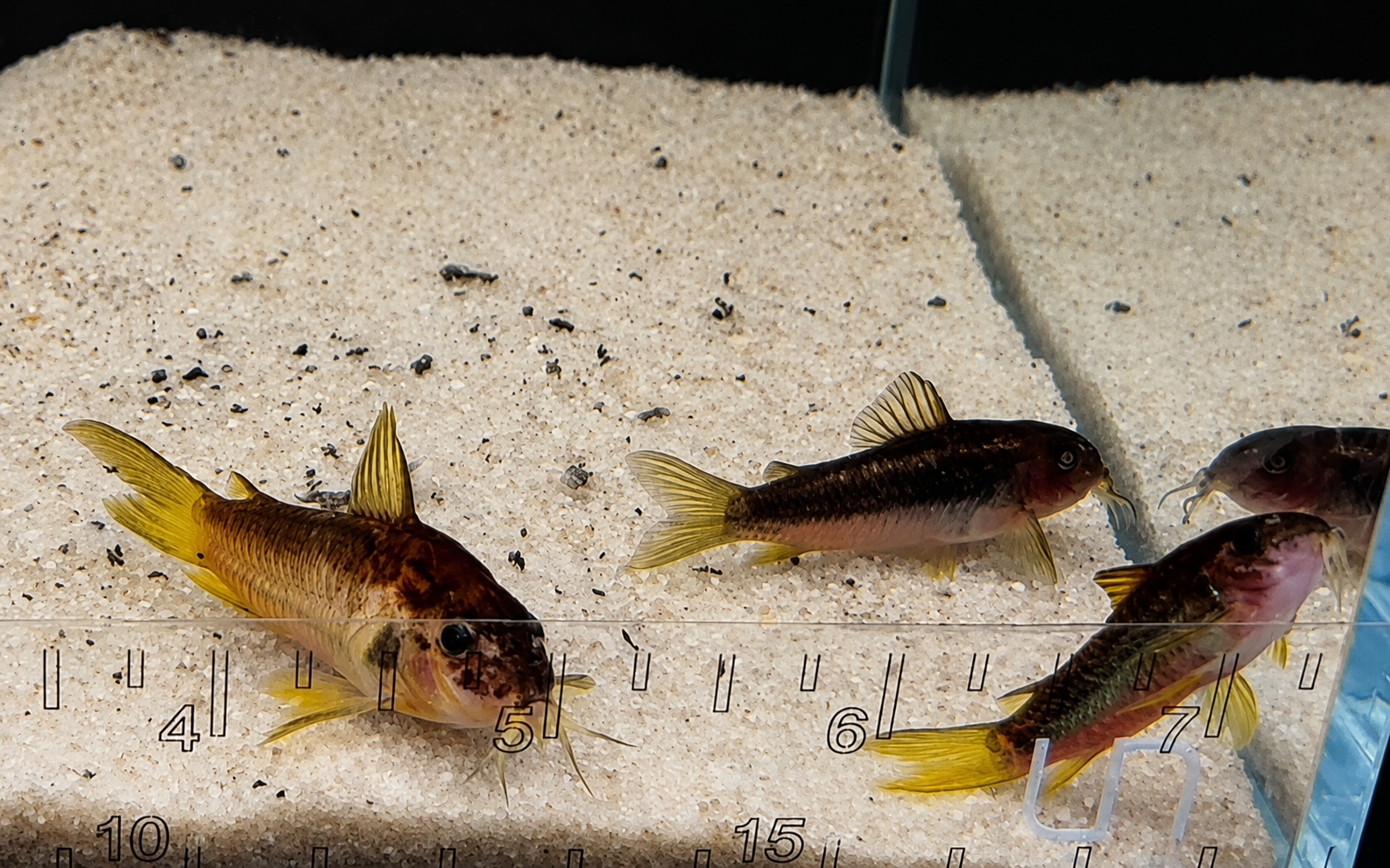 Gold Laser Corydoras Catfish – Tank-Bred in Texas | Peaceful Bottom Cleaner, 1.0–1.5 in Juveniles