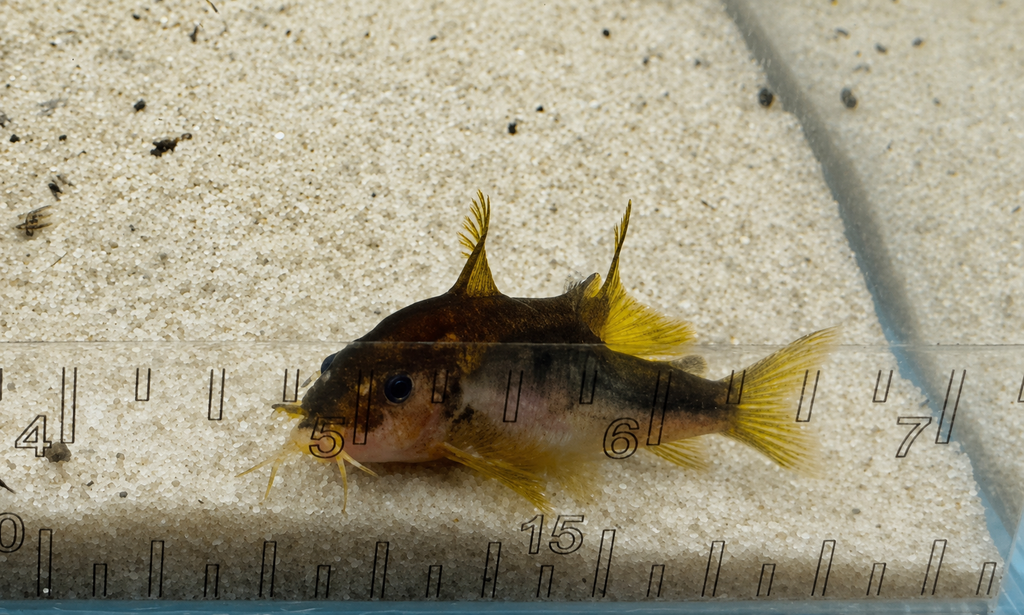 Gold Laser Corydoras Catfish – Tank-Bred in Texas | Peaceful Bottom Cleaner, 1.0–1.5 in Juveniles