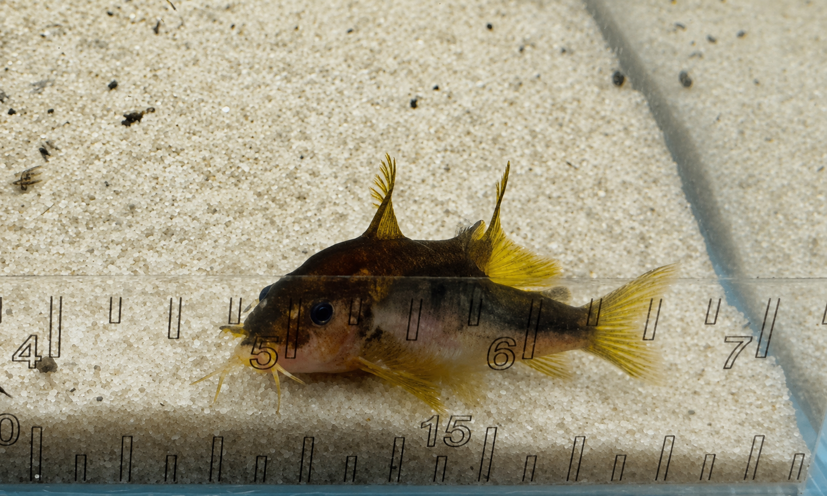Gold Laser Corydoras Catfish – Tank-Bred in Texas | Peaceful Bottom Cleaner, 1.0–1.5 in Juveniles