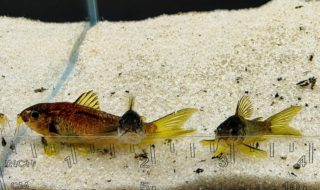 Gold Laser Corydoras Catfish – Tank-Bred in Texas | Peaceful Bottom Cleaner, 1.0–1.5 in Juveniles