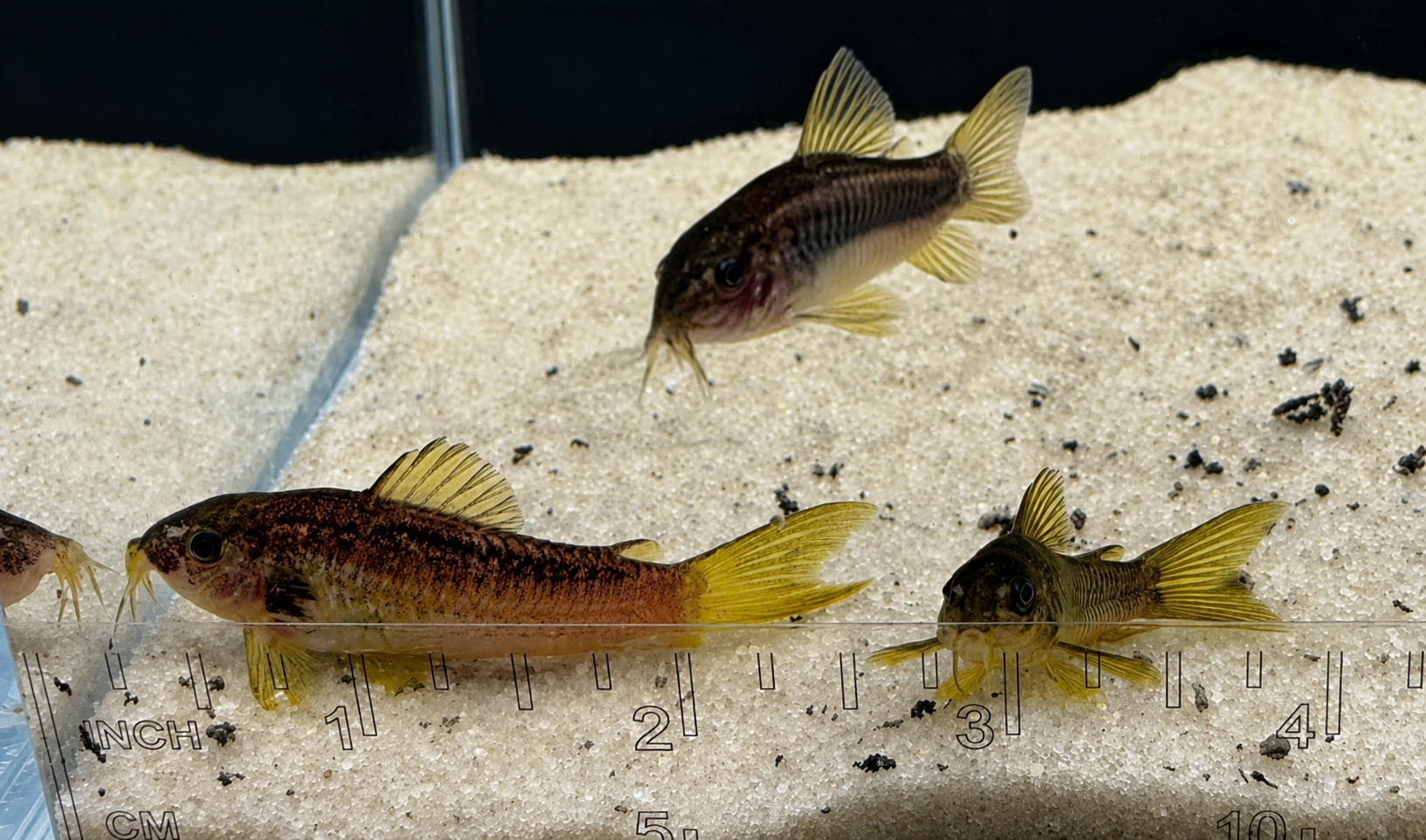 Gold Laser Corydoras Catfish – Tank-Bred in Texas | Peaceful Bottom Cleaner, 1.0–1.5 in Juveniles