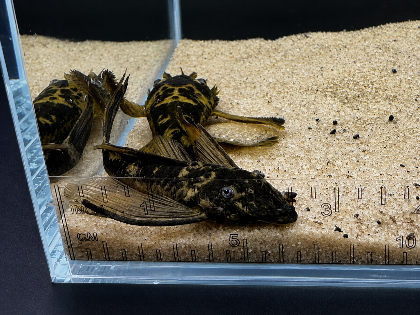 Green Dragon Longfin Bristlenose Pleco – Tank-Bred in Texas | Peaceful Bottom Cleaner, 1.25–2.0 in Juveniles