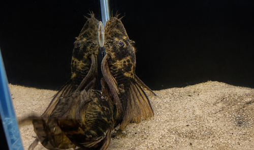 Green Dragon Longfin Bristlenose Pleco – Tank-Bred in Texas | Peaceful Bottom Cleaner, 1.25–2.0 in Juveniles