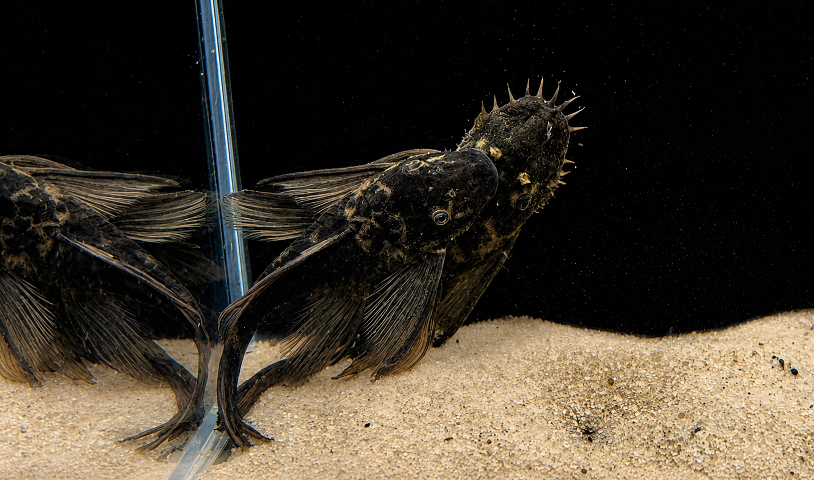 Green Dragon Longfin Bristlenose Pleco – Tank-Bred in Texas | Peaceful Bottom Cleaner, 1.25–2.0 in Juveniles