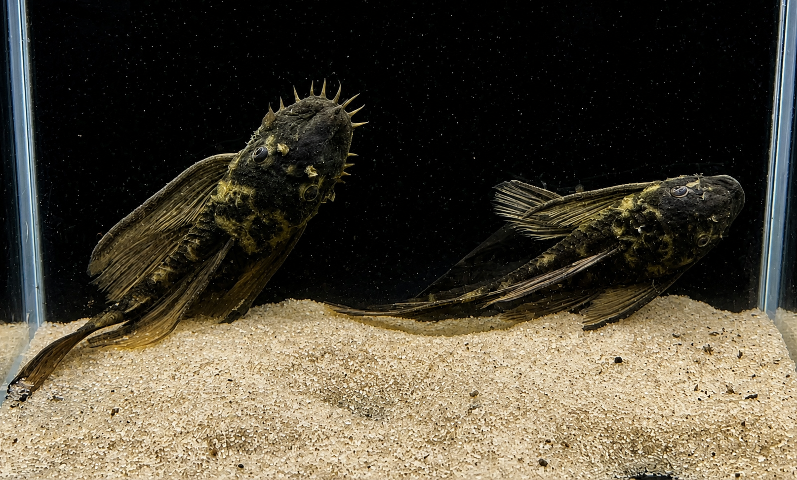 Green Dragon Longfin Bristlenose Pleco – Tank-Bred in Texas | Peaceful Bottom Cleaner, 1.25–2.0 in Juveniles
