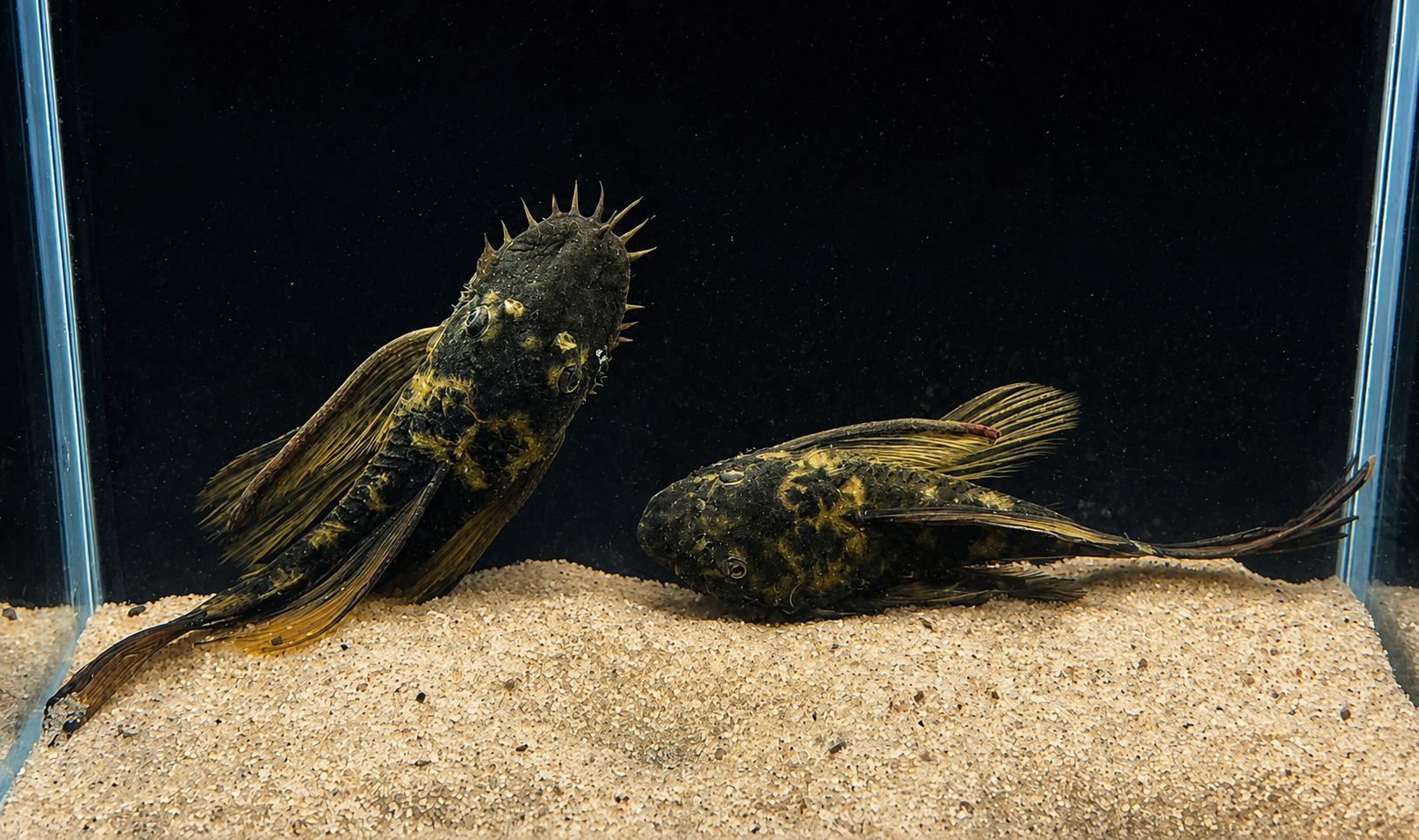 Green Dragon Longfin Bristlenose Pleco – Tank-Bred in Texas | Peaceful Bottom Cleaner, 1.25–2.0 in Juveniles