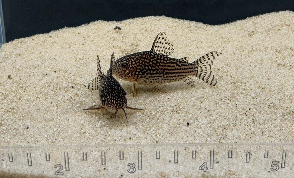 Sterbai Corydoras Catfish – Tank-Bred in Texas | Peaceful Bottom Cleaner, 1.0–1.5 in Juveniles