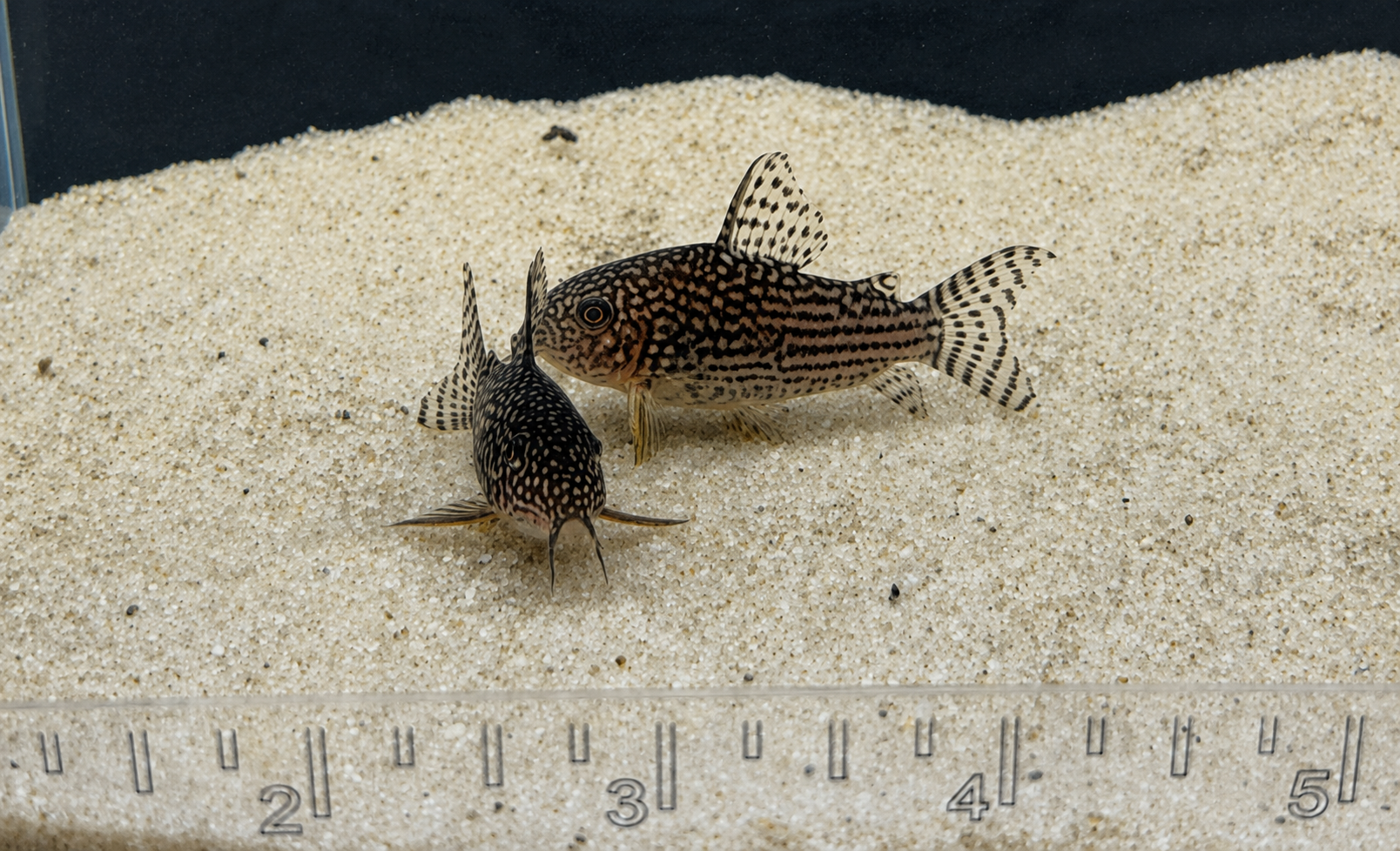 Sterbai Corydoras Catfish – Tank-Bred in Texas | Peaceful Bottom Cleaner, 1.0–1.5 in Juveniles