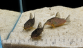 Sterbai Corydoras Catfish – Tank-Bred in Texas | Peaceful Bottom Cleaner, 1.0–1.5 in Juveniles