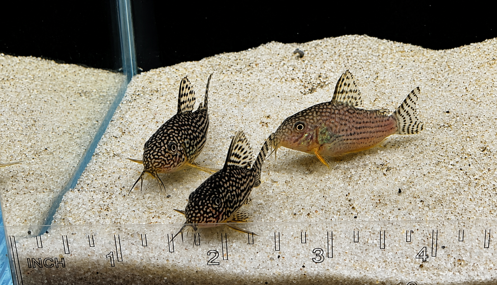 Sterbai Corydoras Catfish – Tank-Bred in Texas | Peaceful Bottom Cleaner, 1.0–1.5 in Juveniles