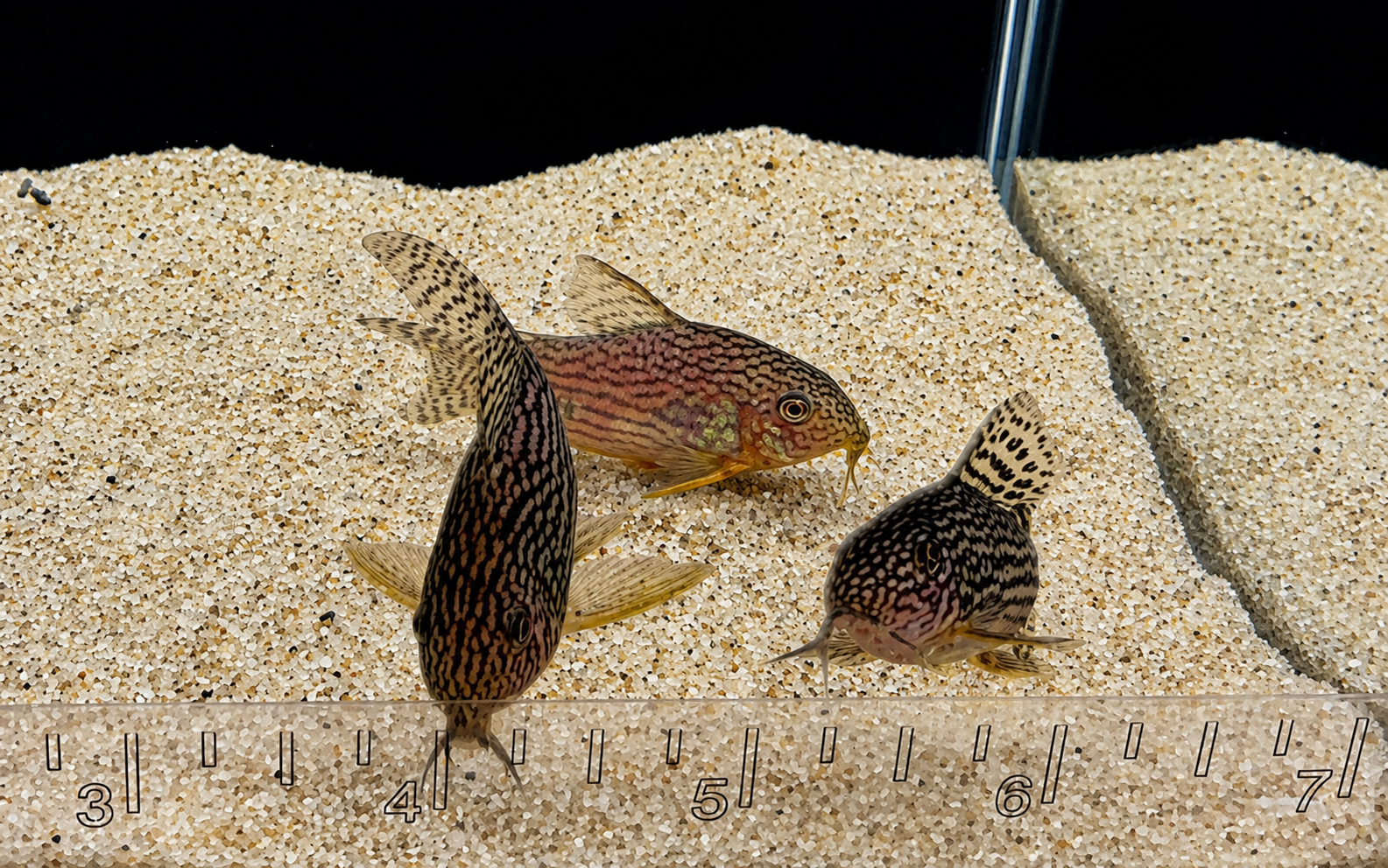 Sterbai Corydoras Catfish – Tank-Bred in Texas | Peaceful Bottom Cleaner, 1.0–1.5 in Juveniles