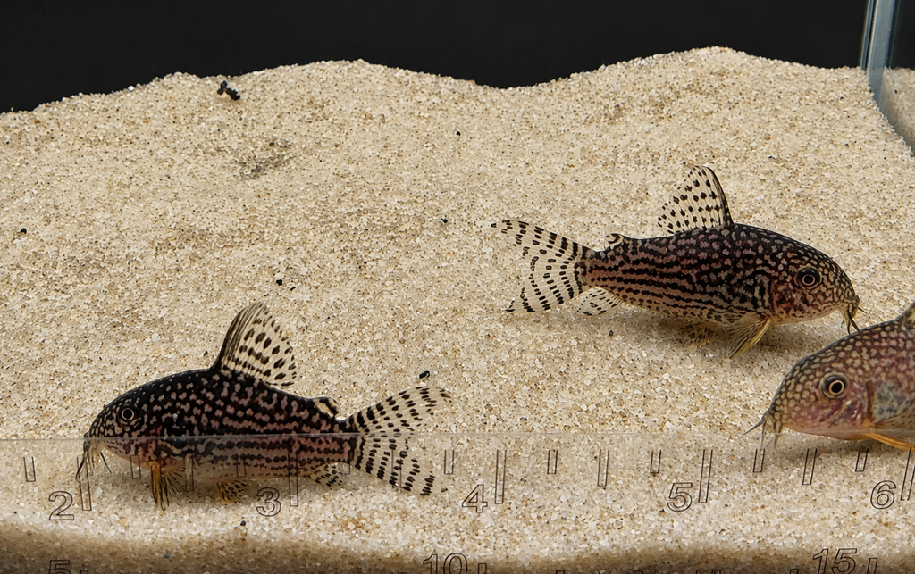 Sterbai Corydoras Catfish – Tank-Bred in Texas | Peaceful Bottom Cleaner, 1.0–1.5 in Juveniles