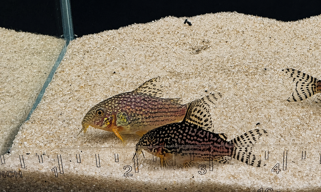 Sterbai Corydoras Catfish – Tank-Bred in Texas | Peaceful Bottom Cleaner, 1.0–1.5 in Juveniles