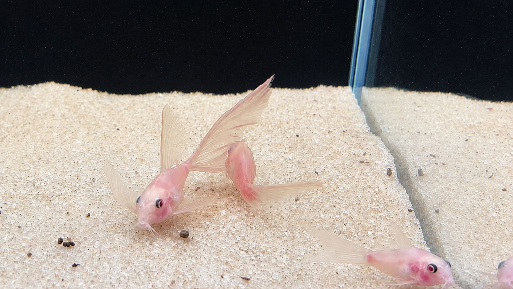 Snow White Panda Longfin Corydoras Catfish – Tank-Bred in Texas | Peaceful Bottom Cleaner, 1.0–1.5 in Juveniles