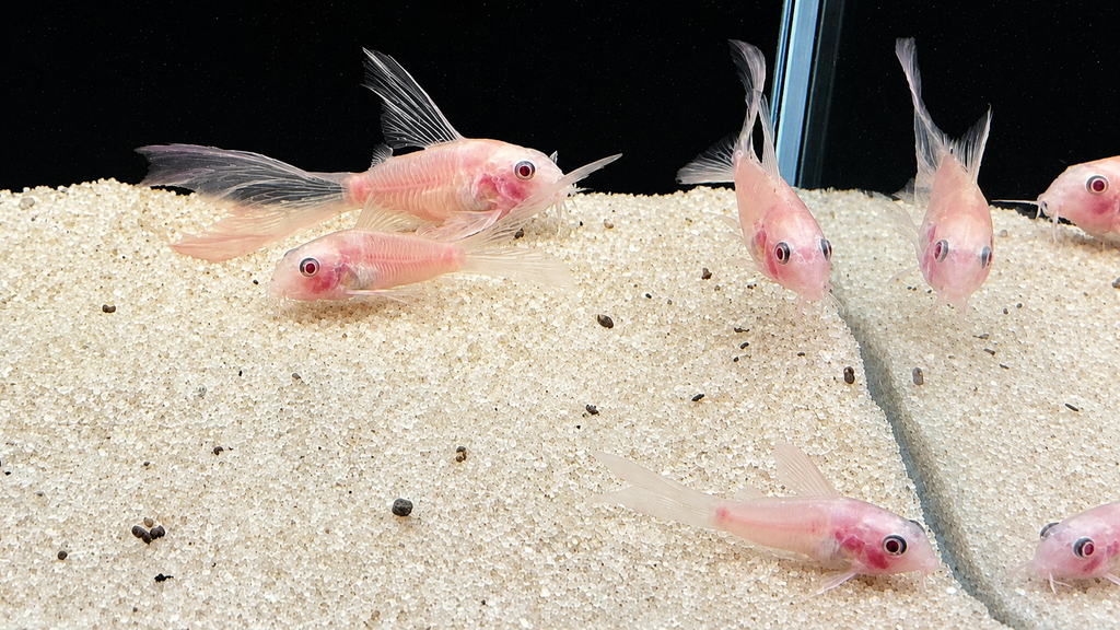 Snow White Panda Longfin Corydoras Catfish – Tank-Bred in Texas | Peaceful Bottom Cleaner, 1.0–1.5 in Juveniles