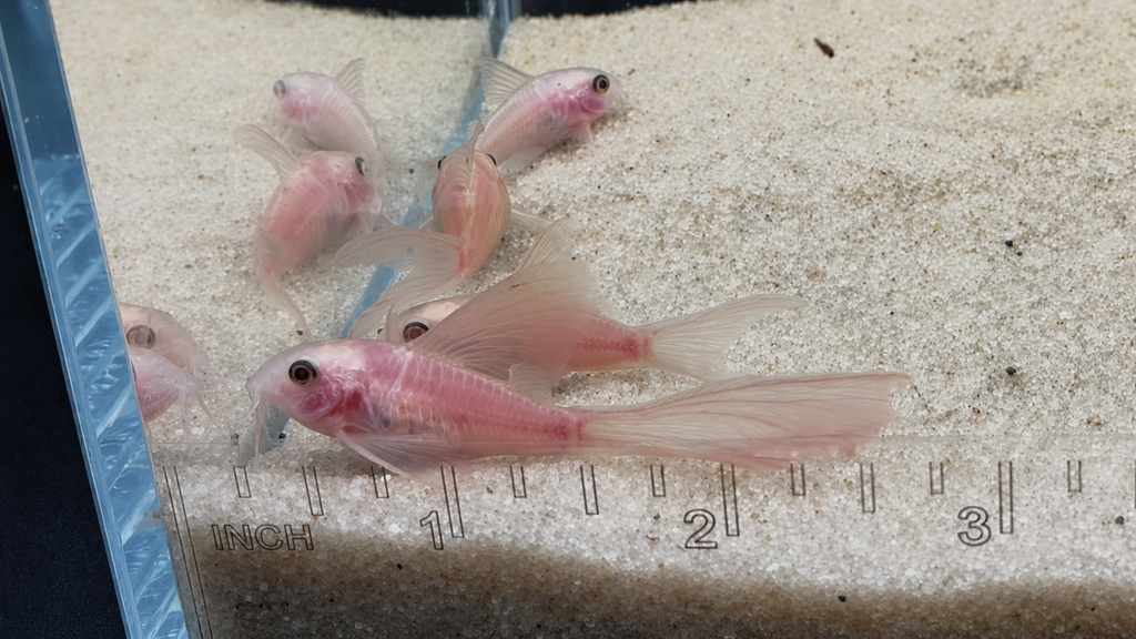 Snow White Panda Longfin Corydoras Catfish – Tank-Bred in Texas | Peaceful Bottom Cleaner, 1.0–1.5 in Juveniles