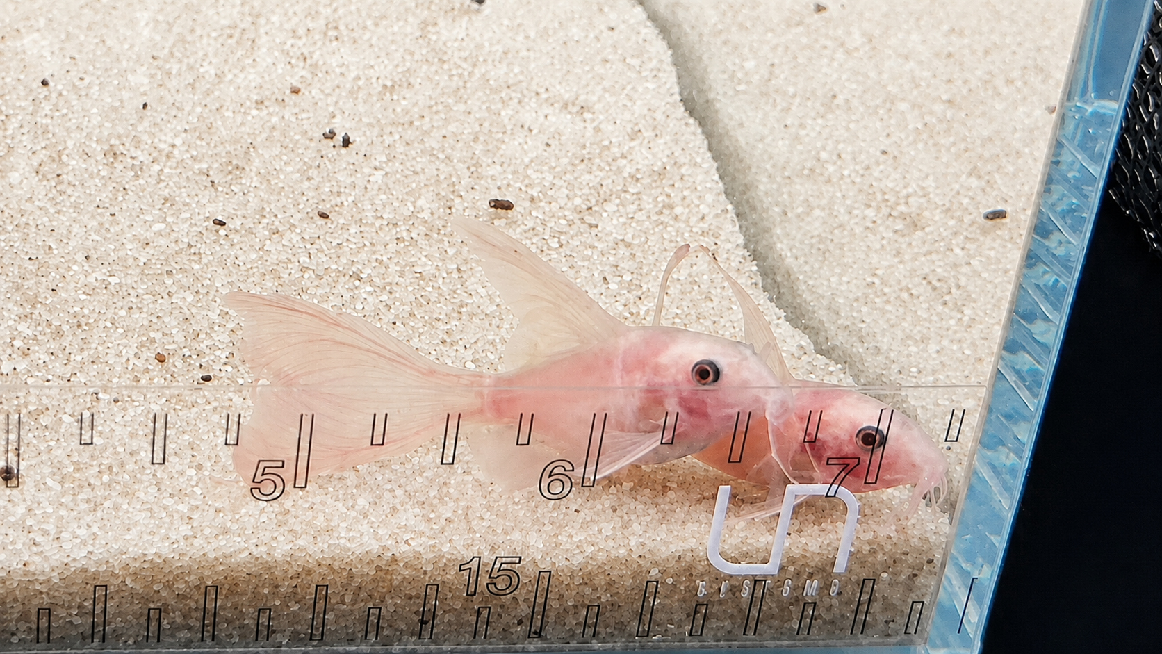 Snow White Panda Longfin Corydoras Catfish – Tank-Bred in Texas | Peaceful Bottom Cleaner, 1.0–1.5 in Juveniles