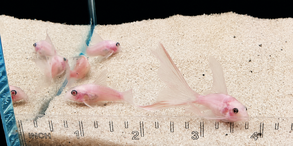 Snow White Panda Longfin Corydoras Catfish – Tank-Bred in Texas | Peaceful Bottom Cleaner, 1.0–1.5 in Juveniles