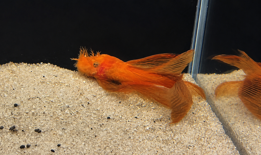 Super Red Longfin Bristlenose Pleco – Tank-Bred in Texas | Peaceful Bottom Cleaner, 1.25–2.0 in Juveniles