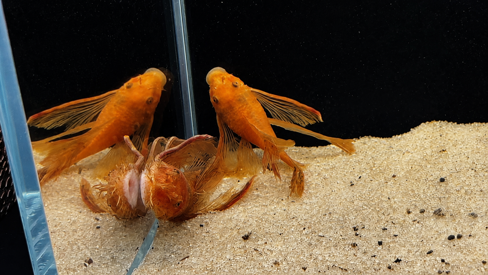 Super Red Shortfin Bristlenose Pleco – Tank-Bred in Texas | Peaceful Bottom Cleaner, 1.25–2.0 in Juveniles