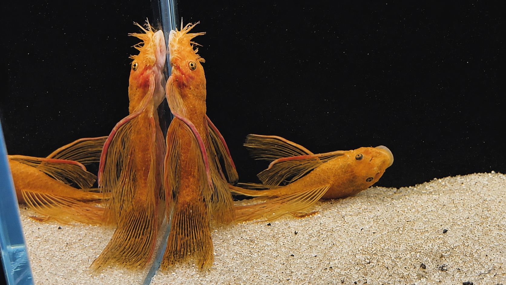 Super Red Shortfin Bristlenose Pleco – Tank-Bred in Texas | Peaceful Bottom Cleaner, 1.25–2.0 in Juveniles