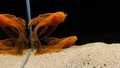 Super Red Longfin Bristlenose Pleco – Tank-Bred in Texas | Peaceful Bottom Cleaner, 1.25–2.0 in Juveniles
