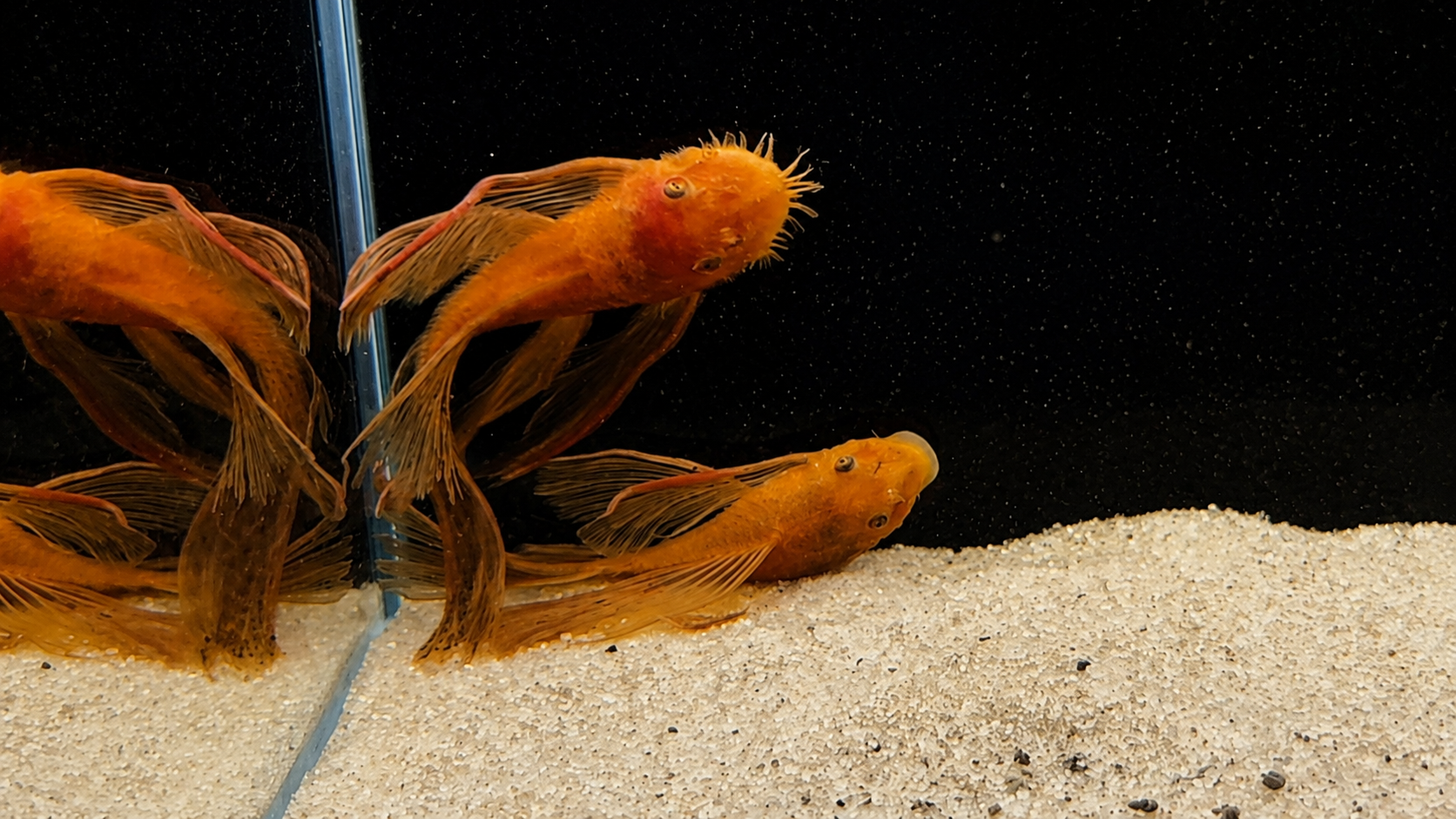 Super Red Shortfin Bristlenose Pleco – Tank-Bred in Texas | Peaceful Bottom Cleaner, 1.25–2.0 in Juveniles