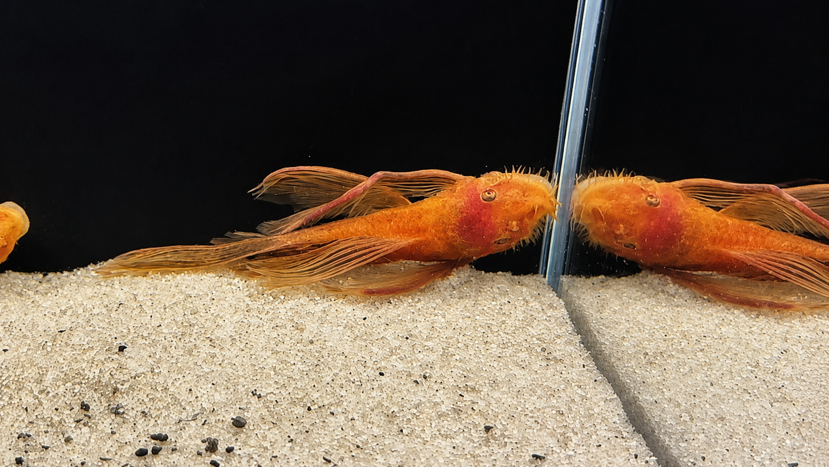 Super Red Shortfin Bristlenose Pleco – Tank-Bred in Texas | Peaceful Bottom Cleaner, 1.25–2.0 in Juveniles