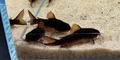 Black Venezuelan Corydoras Catfish – Tank-Bred in Texas | Peaceful Bottom Cleaner, 1.0–1.5 in Juveniles
