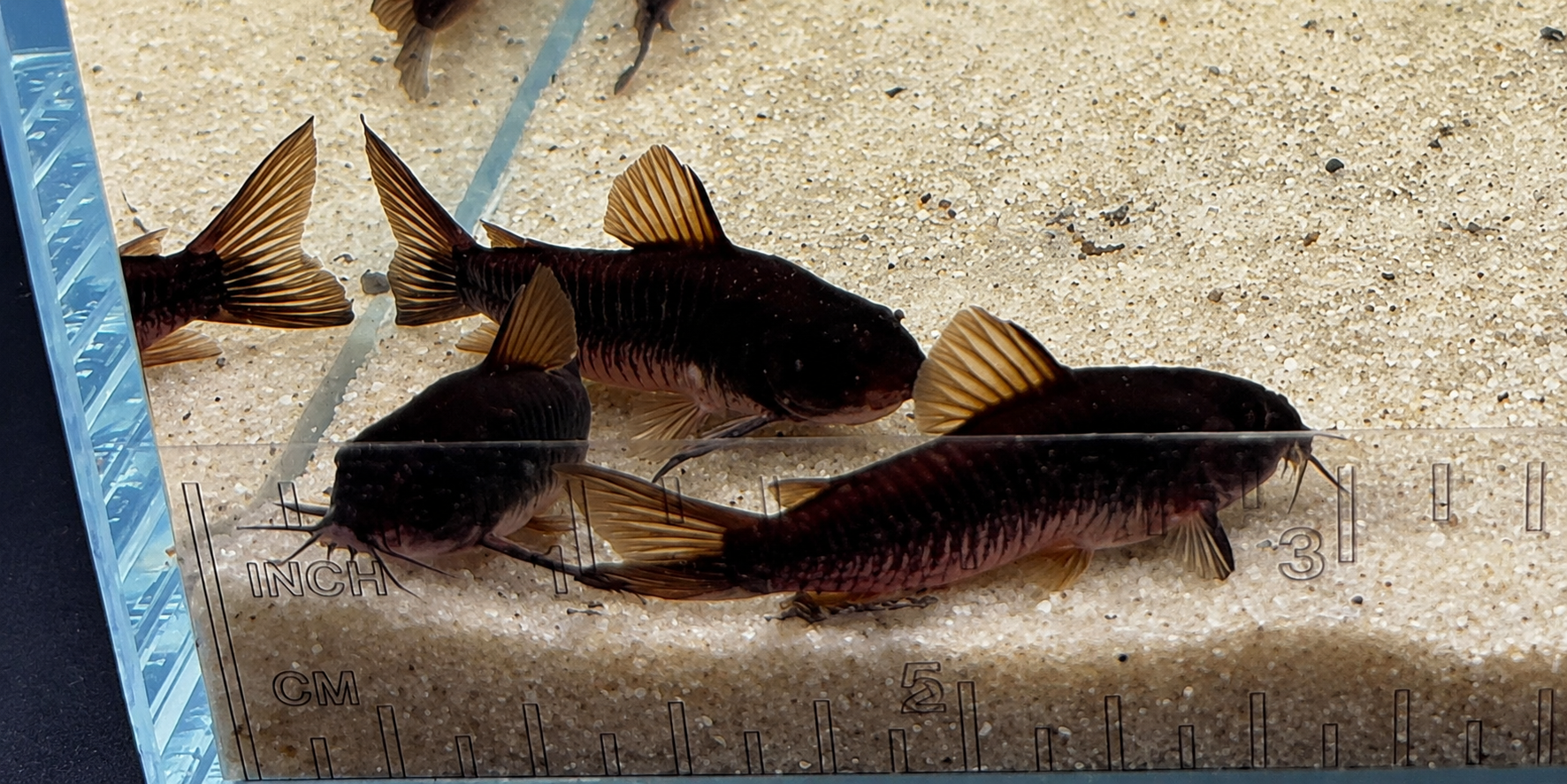 Black Venezuelan Corydoras Catfish – Tank-Bred in Texas | Peaceful Bottom Cleaner, 1.0–1.5 in Juveniles