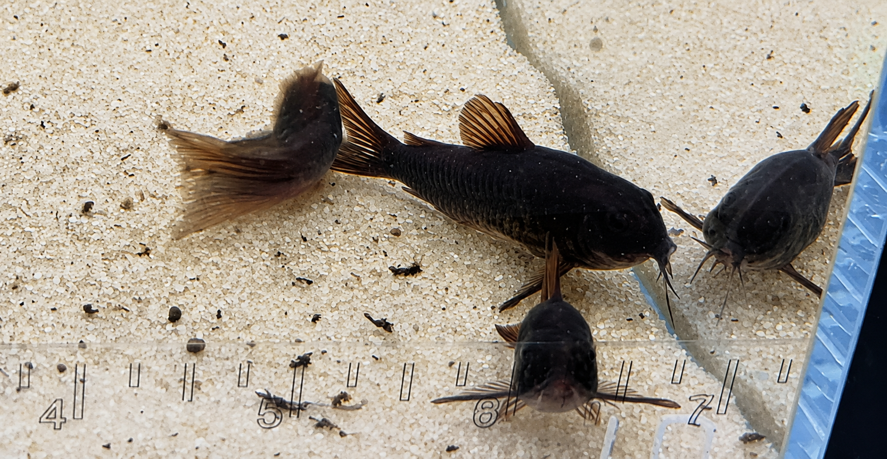 Black Venezuelan Corydoras Catfish – Tank-Bred in Texas | Peaceful Bottom Cleaner, 1.0–1.5 in Juveniles