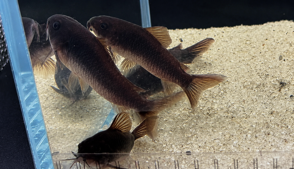 Black Venezuelan Corydoras Catfish – Tank-Bred in Texas | Peaceful Bottom Cleaner, 1.0–1.5 in Juveniles