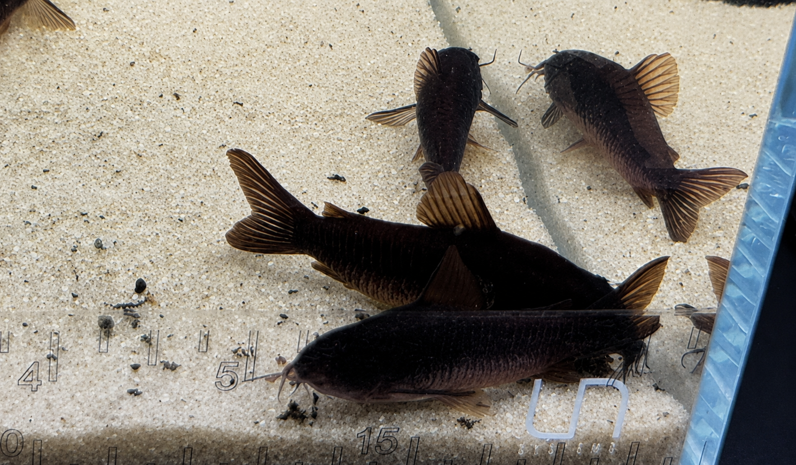 Black Venezuelan Corydoras Catfish – Tank-Bred in Texas | Peaceful Bottom Cleaner, 1.0–1.5 in Juveniles