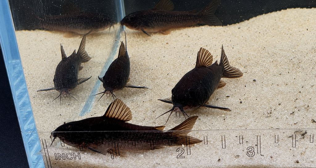 Black Venezuelan Corydoras Catfish – Tank-Bred in Texas | Peaceful Bottom Cleaner, 1.0–1.5 in Juveniles